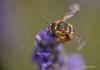 Anthidium sp.